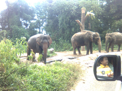 Tragedi Taman Safari ! Safari-gajah
