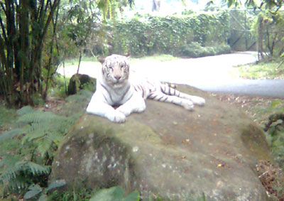 http://visipramudia.files.wordpress.com/2008/09/safari-macan-putih1.jpg
